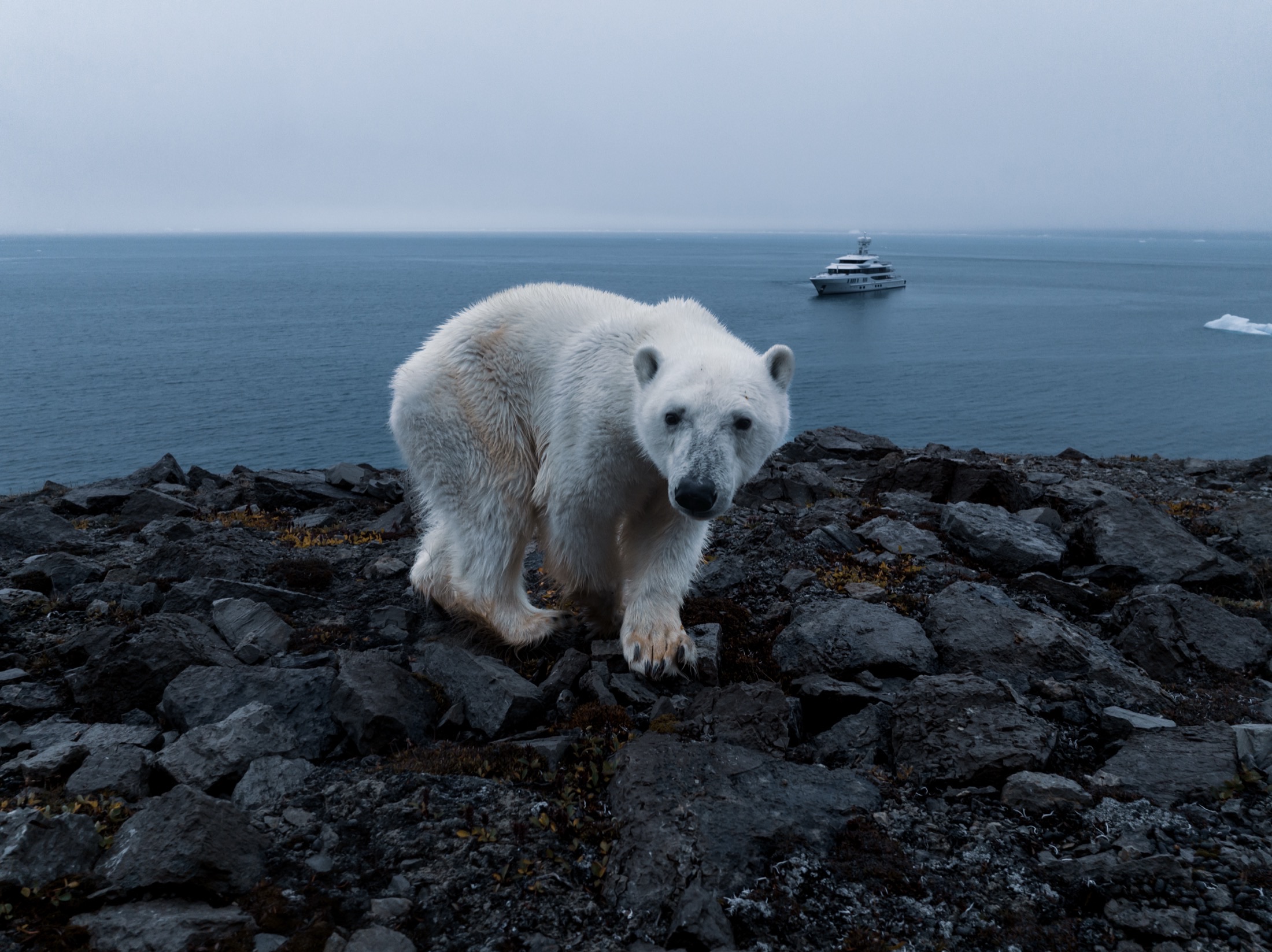 Polar bear on the rocky shore, expedition yacht anchored beyond